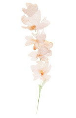 Fototapeta premium Watercolor light pink wild flowers isolated illustration, floral wedding and greeting element