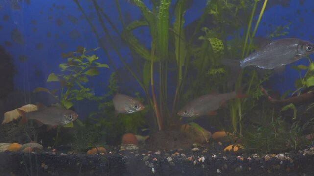 Young bream and roach swims in the aquarium. Freshwater river fish in an aquarium.