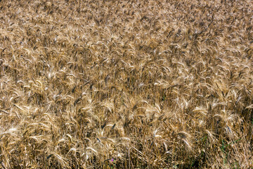 Champ de blé dur sur les berges du fleuve Lez à Montpellier