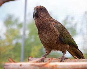 Kea parrot looking left sitting resting on wooden perch in aviary with garden background. Natural habitat