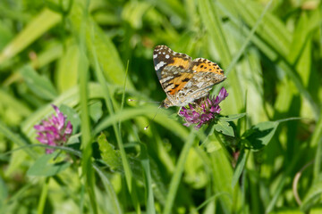 Painted Lady (Vanessa Cardui) Butterfly perched on pink flower in Zurich, Switzerland