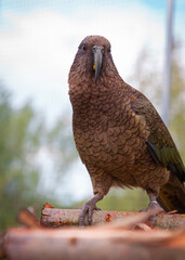 Kea parrot looking in camera sitting on wooden platform in garden park zoo