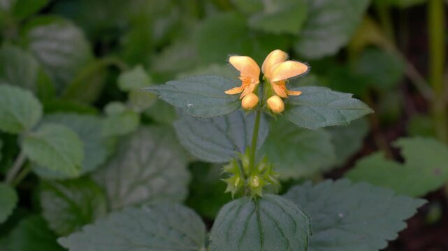 Golden Dead Nettle in natural ambient, spring, flowering (Lamium galeobdolon)