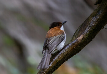Hemixos castanonotus One of the migratory birds that can be found in Thailand during the winter.