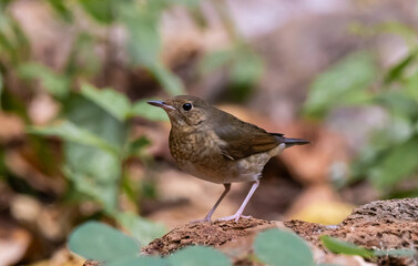 Obraz premium Siberian blue Robin One of the migratory birds that can be found in Thailand during the winter.