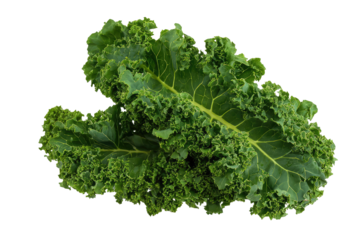 A close up shot of two vibrant green kale leaves with textured edges on a dark background studio shot on transparent background