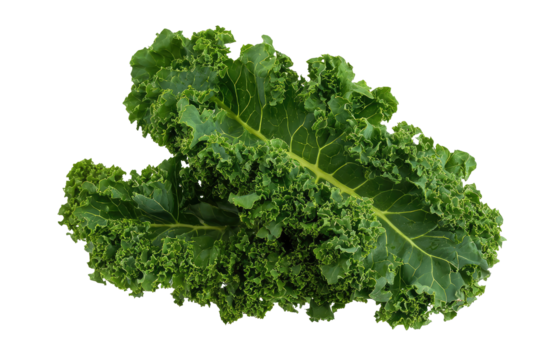 A close up shot of two vibrant green kale leaves with textured edges on a dark background studio shot on transparent background