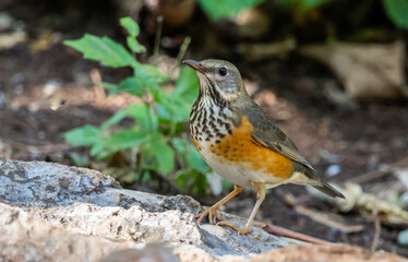Grey-backed thrush It is a migratory bird escaping the cold weather and wandering into Thailand.