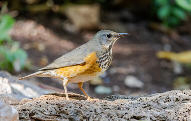 Grey-backed thrush It is a migratory bird escaping the cold weather and wandering into Thailand.