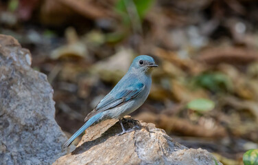 verditer flycatcher ( eumyias thalassinus) A unique bird with a bright blue color. Males have a black stripe at the corner of their eyes. Females are lighter in color.