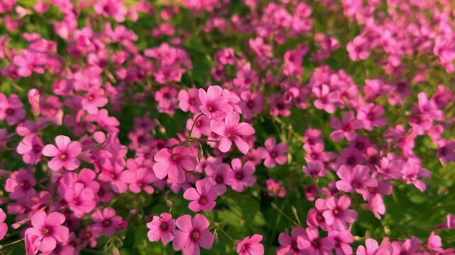 field of pink sorrel or jointed woodsorrel flowers with evening light