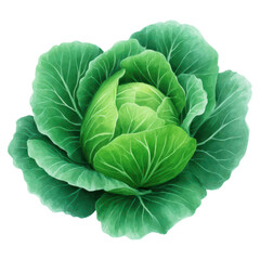 Fototapeta premium Fresh Green Cabbage with Vibrant Leaves on a White Background, isolated on transparent background.