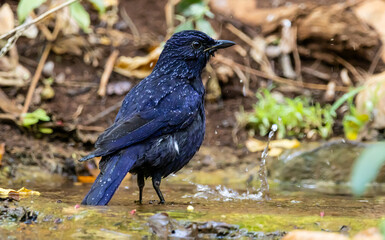 Myophonus caeruleus caeruleus It is a bird that migrates into Thailand during the winter.