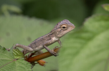 Changeable Lizard animal portrait macro shot.