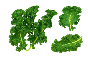 A top down view of several green kale leaves with curly edges on a black background in a studio shot on transparent background