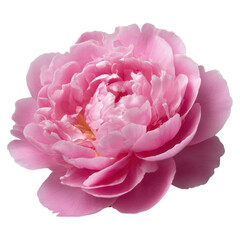 Fototapeta premium Stunning pink peony flower blooming beautifully in soft light setting, isolated on transparent background.