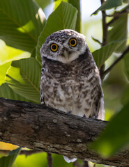 Spotted owlet It is a type of bird of prey such as an owl. that can be found in Thailand.