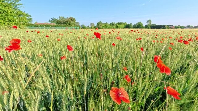 Crescit&agrave; spontanea di papaveri  in un campo agricolo
