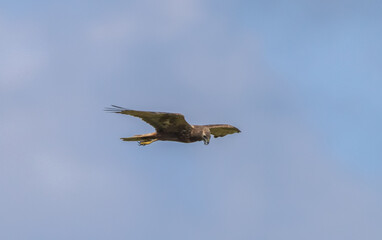 Eastern Marsh Harrier (Circus spilonotus (Kaup, 1847) 