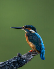 Common kingfisher on the branch.
