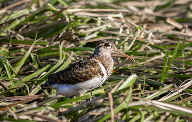 Greater painted-snipe On the ground in the field.