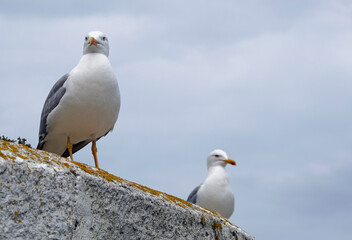 Getting close to a seagull in Galicia, Spain