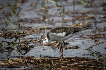 Black-winged Stilt As a child, he was looking for food in the swamp.
