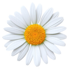 Beautiful White Daisy Flower with Yellow Center Isolated on White Background, isolated on transparent background.