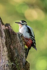 Bundspecht sitzt auf einem abgebrochenem Baum,bird, natur, wild lebende tiere, tier, specht, schnabel, 