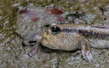 Mudskipper fish It is an amphibian that lives in mangrove forests.
