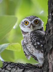 Spotted owlet (Athene brama) It is a type of bird of prey such as an owl. that can be found in Thailand