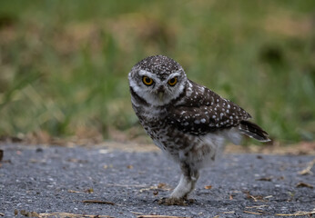 Spotted owlet (Athene brama) It is a type of bird of prey such as an owl. that can be found in Thailand