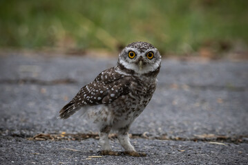 Spotted owlet (Athene brama) It is a type of bird of prey such as an owl. that can be found in Thailand
