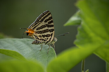 Club Silverline (Spindasis syama) Silver striped butterfly It is a butterfly in the blue butterfly family. It is small, when viewed on the flower, about the size of a thumb nail.