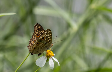 The Lemon Pansy  (Junonia lemonias) Male and female butterflies have brown wings, orange eye spots, and faded yellow spots..spread on front wings The back wings have clearly visible eye spots.