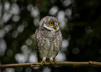 Spotted owlet (Athene brama) on the branch tree Animal portrait.