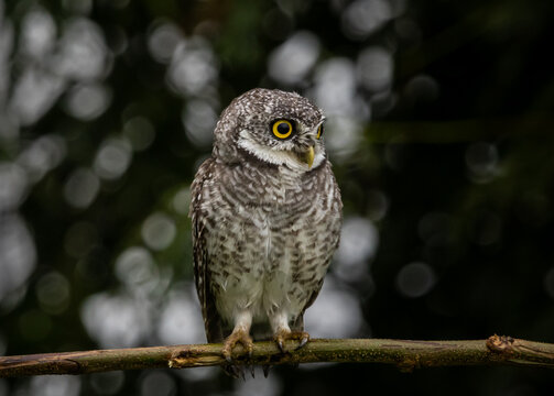 Spotted owlet (Athene brama) on the branch tree Animal portrait.