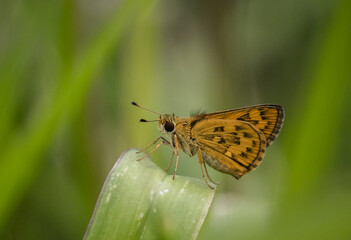 Hesperiidae It's a macro photography of insects.