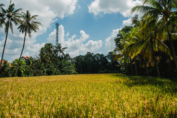 Golden Rice Paddy Field in Tropical Paradise with Palm Trees and Blue Sky