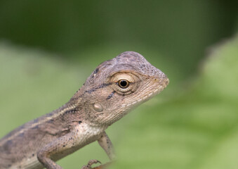Changeable Lizard animal portrait macro shot.