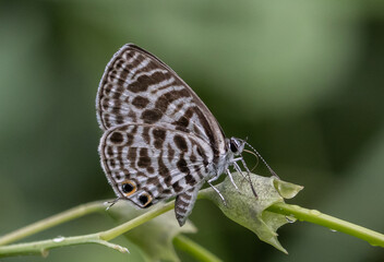 Castalius rosimon rosimon It is a macro photo shoot.