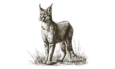 Caracal Standing Tall, Hand-drawn Wild Cat Illustration, Vintage Black Sketch Effect, Old Engraving Style, Rustic Wildlife Art, Antique Animal Print, Nature Wall Decor, safari wall art