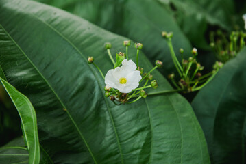 Close-up of a Delicate White Flower Blooming Amidst Lush Green Foliage