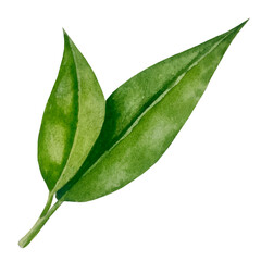 Green fresh tea leaves, cup of tea and brewing kettle, tea time set with flowers and berries of rose hip. International tea day illustration. Watercolor hand drawn isolated elements.