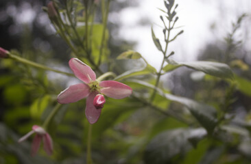 pink magnolia flower