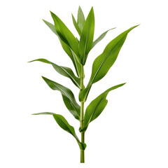 Fresh Green Corn Plant with Healthy Leaves Isolated on White Background, isolated on transparent background.