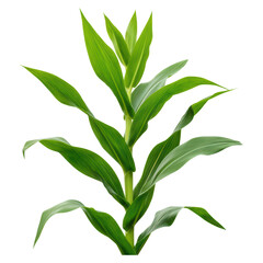 Fototapeta premium Fresh Green Corn Plant with Vibrant Leaves on Transparent Background, isolated on transparent background.