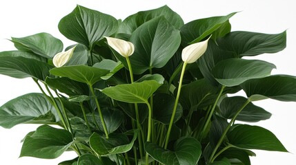 Obraz premium Stunning White Anthurium Plant with Lush Green Foliage