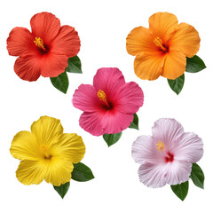 Vibrant Hibiscus Flowers in Various Colors Against a Clean Background, isolated on transparent background.