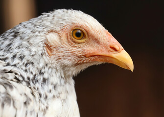 Closeup potrait of a hen with bokeh background.Crisp image of a country chicken of indian streets looking at the camera.Indian game bred for its meat and eggs and domesticated for centuries.